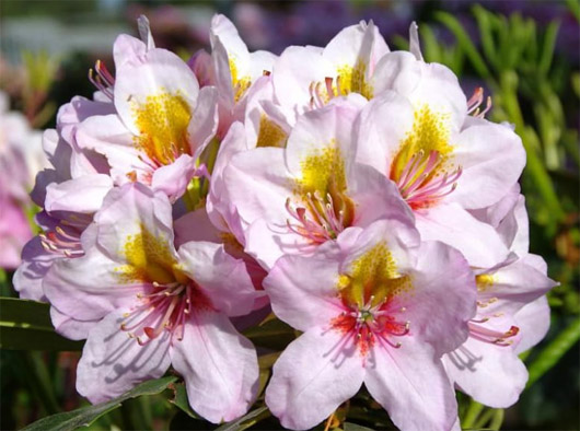 Rododendron czeski Hostyn jasnopurpurowy z żółtą plamką, Rhododendron hybrid Hostyn
