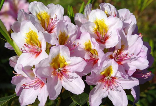 Rododendron czeski Hostyn jasnopurpurowy z żółtą plamką, Rhododendron hybrid HostynRododendron czeski Hostyn jasnopurpurowy z żółtą plamką, Rhododendron hybrid Hostyn