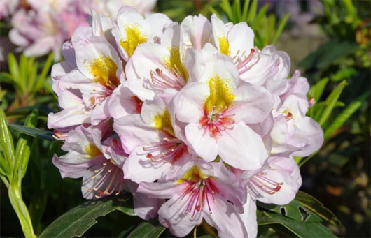 Rododendron czeski Hostyn jasnopurpurowy z żółtą plamką, Rhododendron hybrid HostynRododendron czeski Hostyn jasnopurpurowy z żółtą plamką, Rhododendron hybrid Hostyn