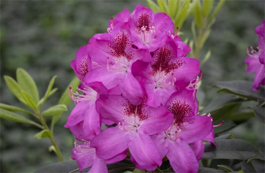Rododendron czeski Jested, Rhododendron hybrid Ještěd