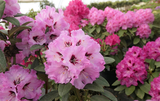 Rododendron czeski Karlštejn, rhododendron Karlstejn