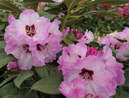 Rododendron czeski Karlštejn, rhododendron Karlstejn