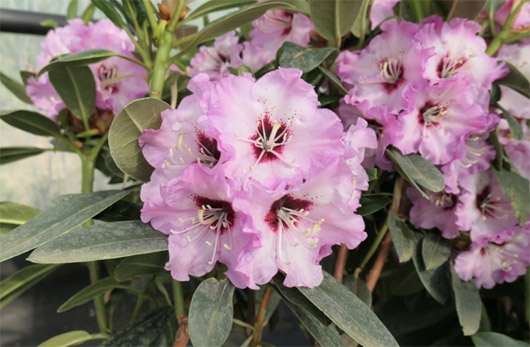 Rododendron czeski Karlštejn, rhododendron Karlstejn