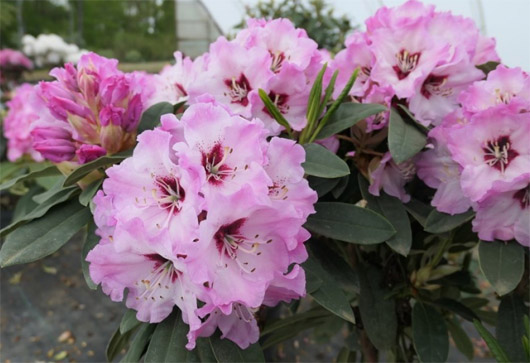 Rododendron czeski Karlštejn, rhododendron Karlstejn
