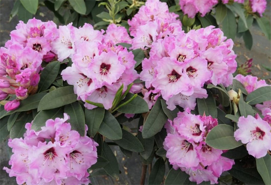 Rododendron czeski Karlštejn, rhododendron Karlstejn
