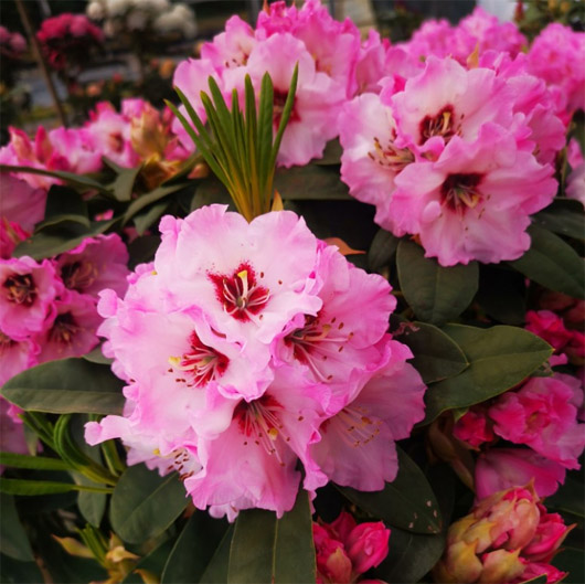 Rododendron czeski Karlštejn, rhododendron Karlstejn