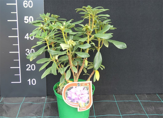 Rododendron czeski Karlštejn, rhododendron Karlstejn