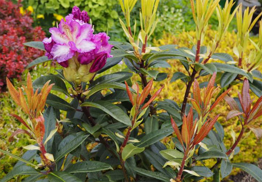 Rododendron czeski Klenova, rhododendron Klenová