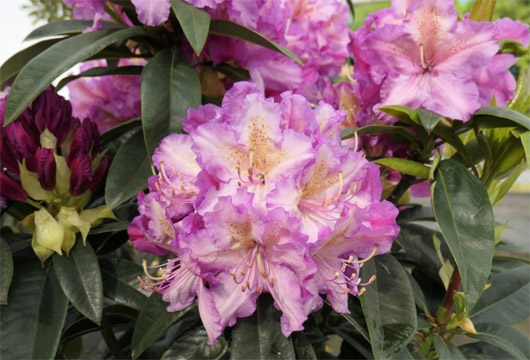 Rododendron czeski Klenova, rhododendron Klenová