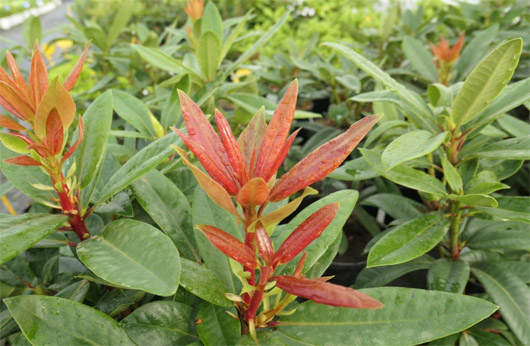 Rododendron czeski Klenova, rhododendron Klenová
