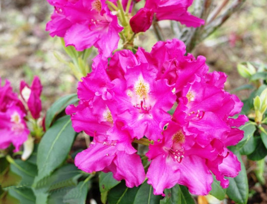 Rododendron czeski Klic, Rhododendron hybrid Klíč