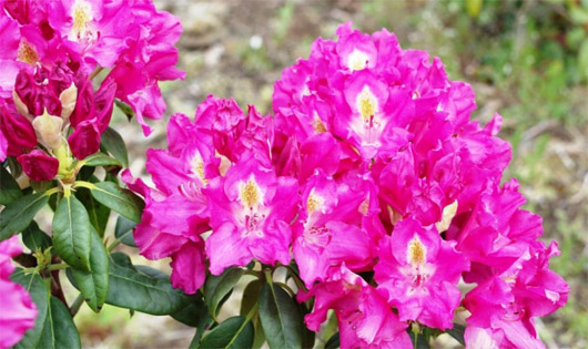 Rododendron czeski Klic, Rhododendron hybrid Klíč