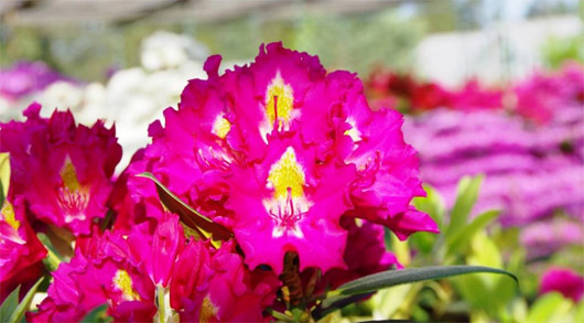 Rododendron czeski Klic, Rhododendron hybrid Klíč