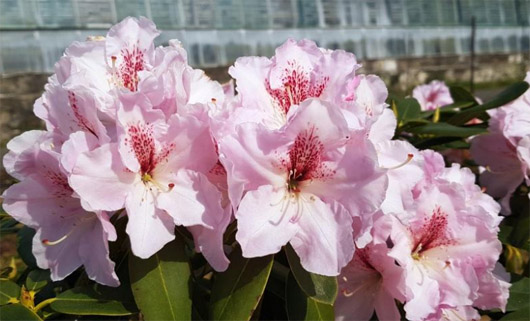Rododendron czeski Koda, Rhododendron hybrid Koda