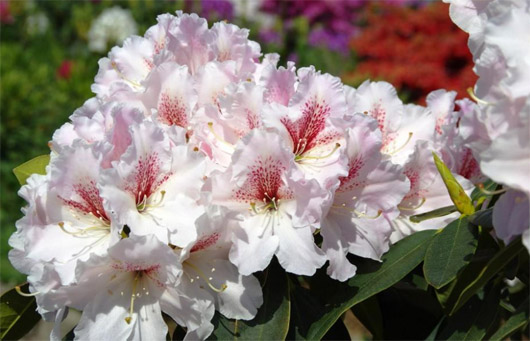 Rododendron czeski Koda, Rhododendron hybrid Koda