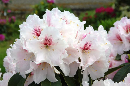 Rododendron czeski Koda, Rhododendron hybrid Koda