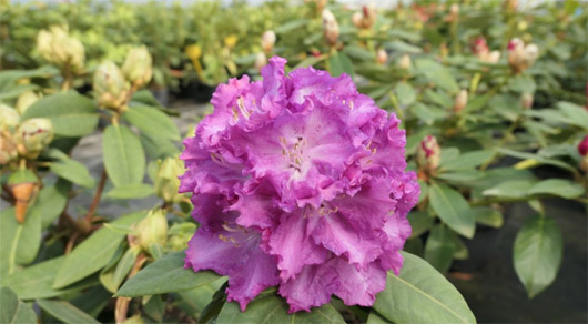 Rododendron czeski Kokorin, Rhododendron Kokořín