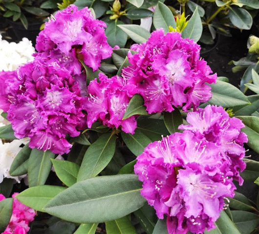 Rododendron czeski Kokorin, Rhododendron Kokořín