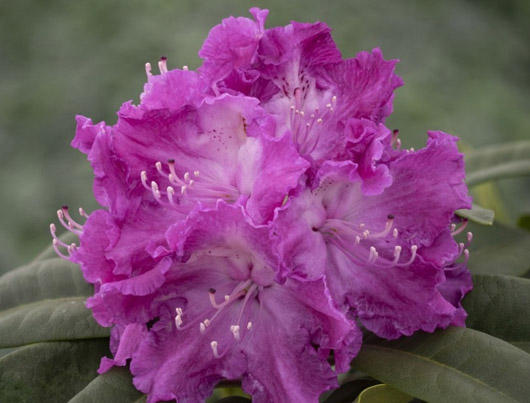 Rododendron czeski Kokorin, Rhododendron Kokořín