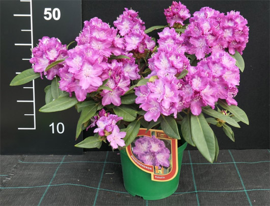Rododendron czeski Kokorin, Rhododendron Kokořín