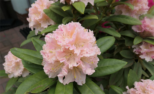 Rododendron czeski Kotnov, Rhododendron Kotnov
