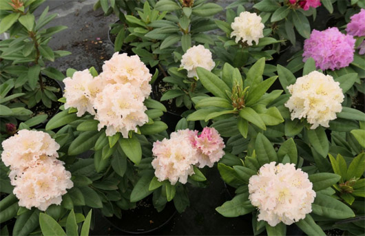 Rododendron czeski Kotnov, Rhododendron Kotnov