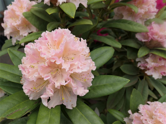 Rododendron czeski Kotnov, Rhododendron Kotnov