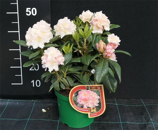 Rododendron czeski Kotnov, Rhododendron Kotnov