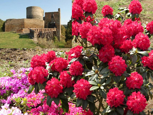 Rododendron czeski Krakovec, Rhododendron Krakovec