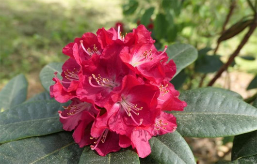 Rododendron czeski Krakovec, Rhododendron Krakovec