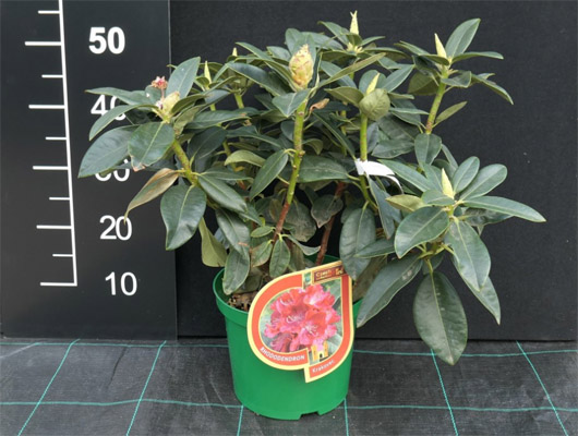 Rododendron czeski Krakovec, Rhododendron Krakovec