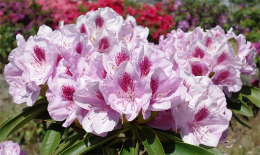 Rododendron czeski Libin, Rhododendron Libin