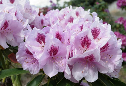 Rododendron czeski Libin, Rhododendron Libin