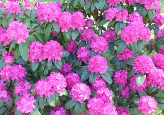 Rododendron czeski Lipnice Rhododendron Lipnice