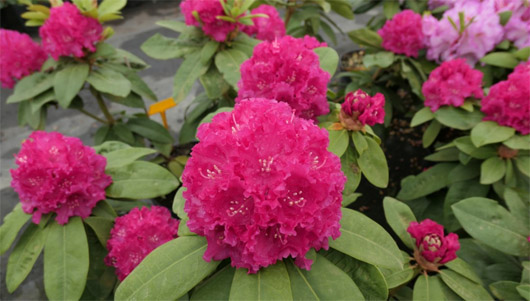 Rododendron czeski Lipnice Rhododendron Lipnice