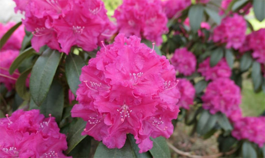 Rododendron czeski Lipnice Rhododendron Lipnice