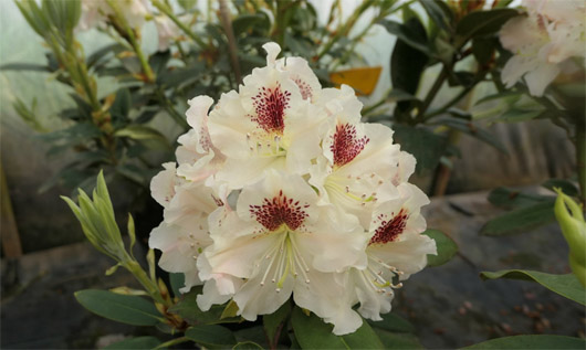 Rododendron czeski Orlik, Rhododendron Orlik