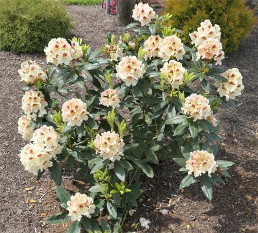 Rododendron czeski Orlik, Rhododendron Orlik