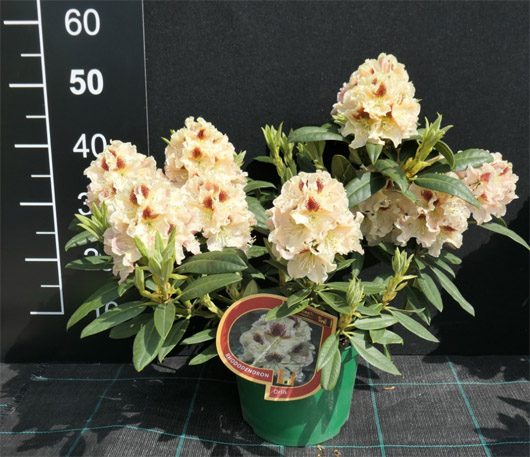 Rododendron czeski Orlik, Rhododendron Orlik