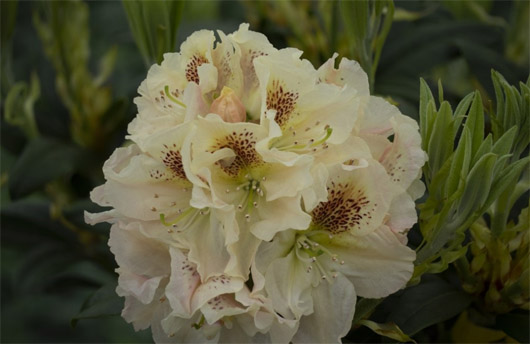 Rododendron czeski Orlik, Rhododendron Orlik