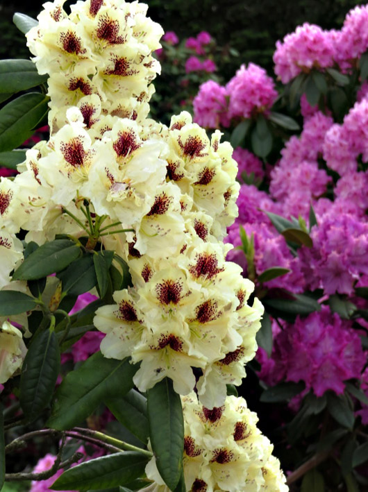Rododendron czeski Orlik, Rhododendron Orlik