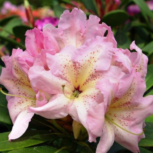 Rododendron czeski Ralsko, Rhododendron Ralsko