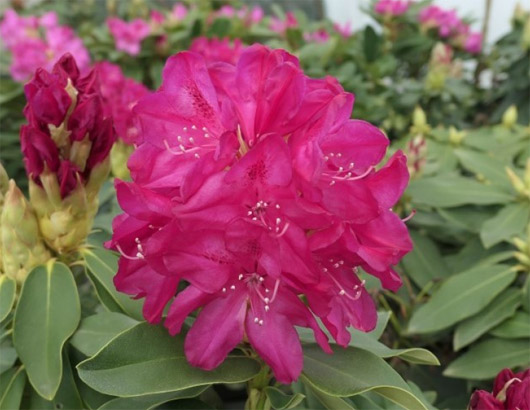 Rododendron czeski Rip, Rhododendron Rip