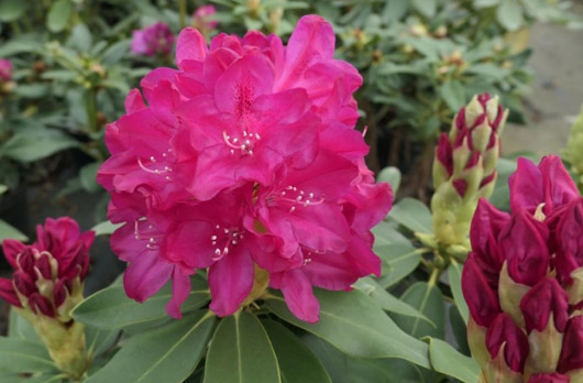 Rododendron czeski Rip, Rhododendron Rip