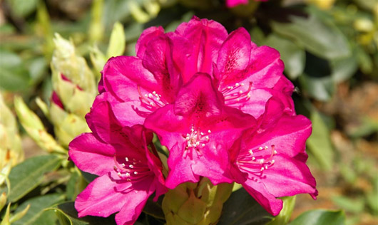 Rododendron czeski Rip, Rhododendron Rip