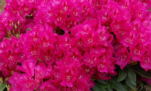 Rododendron czeski Rip, Rhododendron Rip