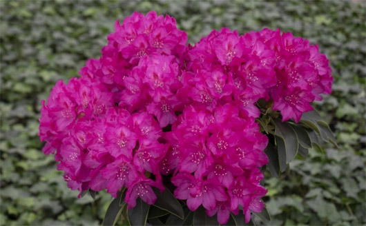 Rododendron czeski Rip, Rhododendron Rip