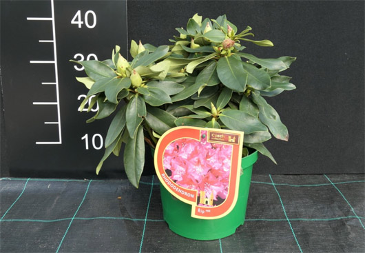 Rododendron czeski Rip, Rhododendron Rip