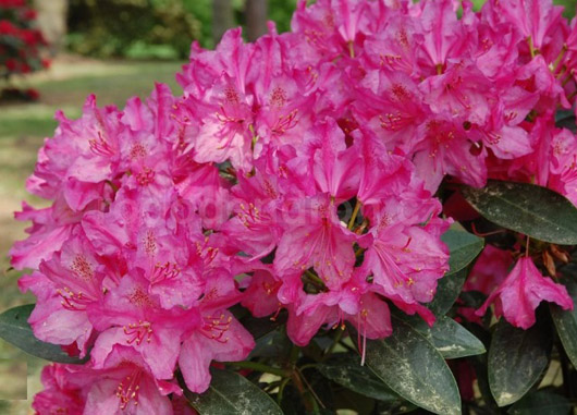 Rododendron czeski Sovinec, Rhododendron Sovinec