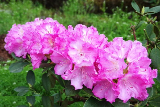 Rododendron czeski Stożec, Rhododendron Stożec